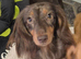 KC Miniature dachshund girl
