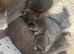 Male British shorthair