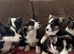 ️Beautiful Cardiganshire Corgi Puppies️