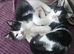 Beautiful kittens