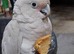 Full white cockatoo Glasgow