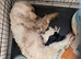 8 little girls **** 3 left ****