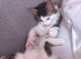 2 male kittens for sale