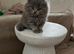 Scottish fold kittens