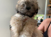 Adorable Lhasa Apso Boy puppies for sale