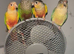 Conure Hand-reared baby