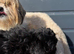 Shihpoo puppy