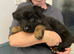 German shepherd puppies