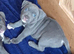 Blue staffy pups