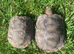 BURMESE BROWN MOUNTAIN TORTOISES 2 YEARS OLD
