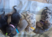 5 mini dachshound puppys