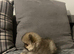 Pomeranian puppies
