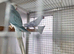 Ringnecks