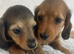 FAMILY RAISED DNA TESTED DACHSHUND