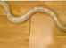 Male Anery Corn Snake Proven Breeder