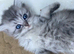 Stunning fluffy bright blue eyed kittens