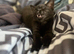 stunning black kitten