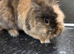 Lion head rabbit