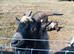 Pygmy Billy Goat