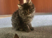 Half Maine Coon 2