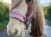 14hh cob gelding