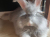 Beautiful 4months old angora rabbit