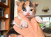 Ragdoll cross kittens