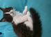 Adorable Ragdoll Mix kittens