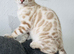 Beautiful Bengal Kittens Looking for Their Forever Homes.