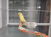Yellow budgie for sale