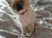 Beautiful seal mitted ragdoll boy kitten for sale