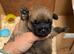 5 beautiful border terrier pups