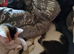 2 kittens for sale