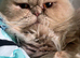 Perian Cat