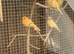 Canary’s for sale