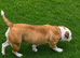 Beautiful Old English Bulldog