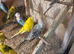 Budgie for sale