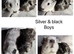 X2 baby male Guineapigs