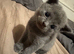 British shorthair kittens