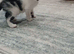 3 kittens for sale