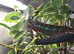 Male panther chameleon with full set up