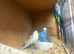 Young and old budgies