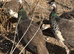 Peafowl for sale