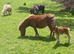 Registered Shallowater Miniature Shetland