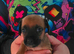 Beautiful puppies for for sale ready next weekend