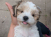 Havanese Pappy's