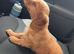Cockapoo puppy
