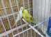 baby budgies for sale