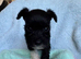 Schnauzer pups - LAST 4 pups remaining