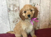 Adorable Fluff Ball Cockalierpoo pups